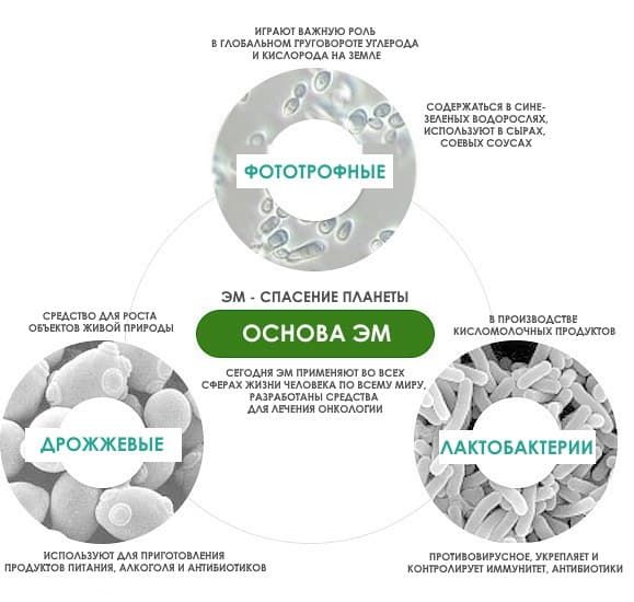 Состав ЭМ, РОЛЬ.jpg